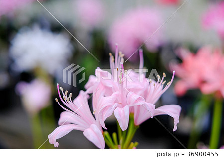 ダイヤモンドリリー 36900455