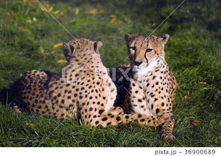 Coouple of cheetahs 36900689
