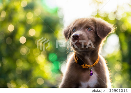 Cute puppy, 2018 dog year background Cute puppy, 2018 dog year background 36901018