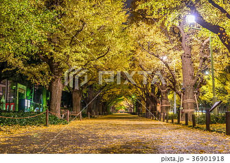 日本の秋　東京 神宮外苑のイチョウ並木 36901918
