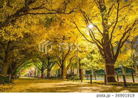 日本の秋 東京 神宮外苑のイチョウ並木 日本の秋 東京 神宮外苑のイチョウ並木 36901919