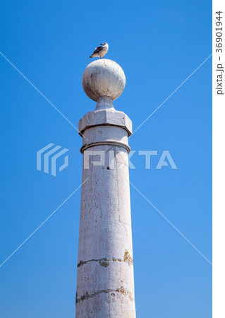 Seagull sitting on white column, Lisbon 36901944