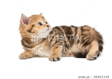 Small striped kitten looking up Small striped kitten looking up 36903149