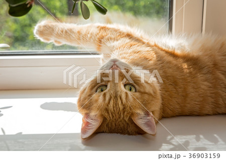 Red cat basking on a windowsill 36903159