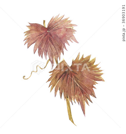 Grape Leaf. Isolated white Background. Hand drawn Grape Leaf. Isolated white Background. Hand drawn 36903191
