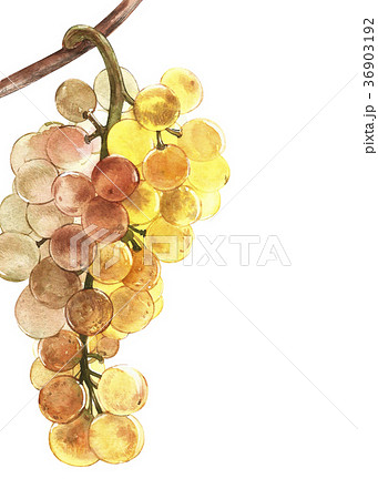 Watercolor illustration of bunches of white grapes 36903192