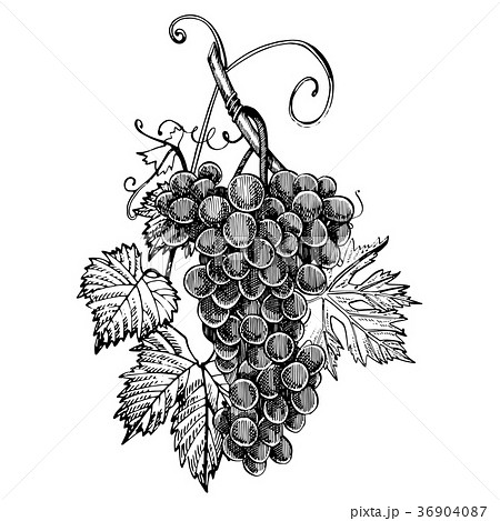 Grapes monochrome sketch. Hand drawn grape bunches 36904087