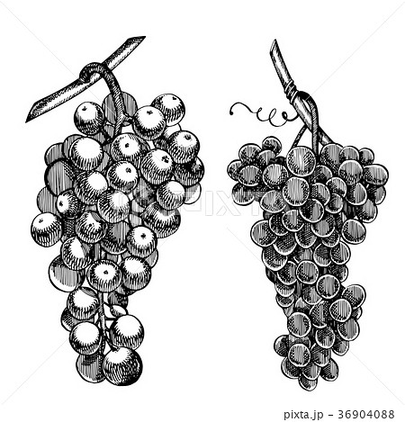 Set of grapes monochrome sketch. Hand drawn grape Set of grapes monochrome sketch. Hand drawn grape 36904088