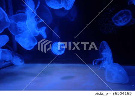 なぎさ水族館 36904169