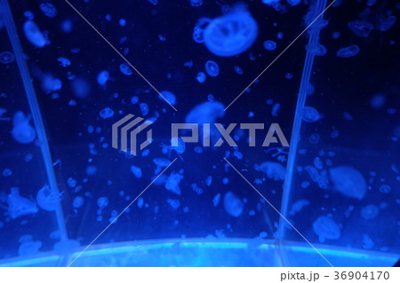 なぎさ水族館 なぎさ水族館 36904170