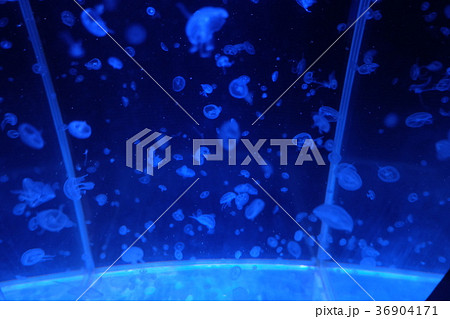 なぎさ水族館 36904171