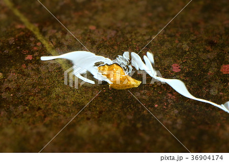 なぎさ水族館 36904174