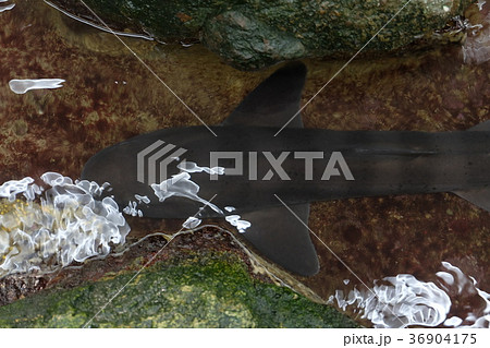 なぎさ水族館 36904175