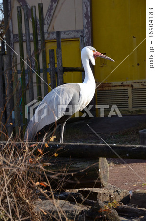 ホオカザリヅル・頬飾鶴 36904183