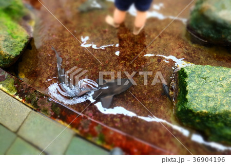 なぎさ水族館 36904196