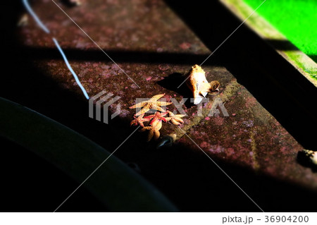 なぎさ水族館 なぎさ水族館 36904200