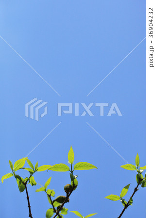 ソシンロウバイの若葉と青空 36904232