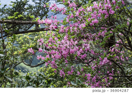 隠岐大満寺山系の植物 36904287