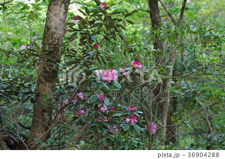 隠岐大満寺山系のシャクナゲ 隠岐大満寺山系のシャクナゲ 36904288