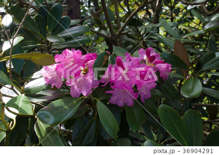 隠岐大満寺山系のシャクナゲ 36904291