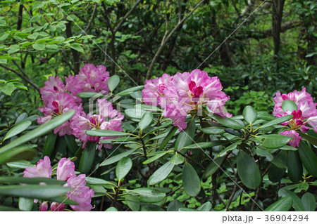 隠岐大満寺山系のシャクナゲ 36904294