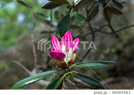 隠岐大満寺山系のシャクナゲ 36904461