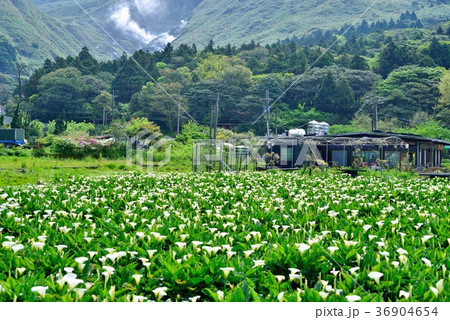 台湾 クワズイモ 花 36904654