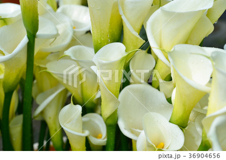 台湾 クワズイモ 花 36904656