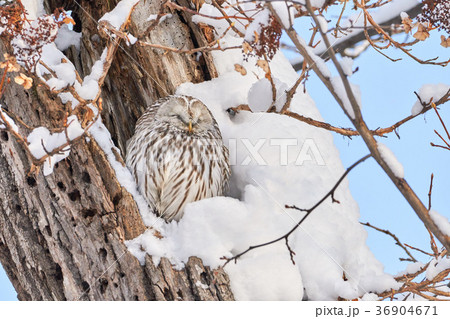 冬のエゾフクロウ 36904671