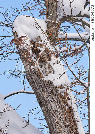 冬のエゾフクロウ 36904672