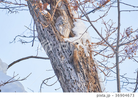 エゾフクロウとエゾリスのにらめっこ 36904673