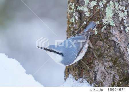 冬のゴジュウカラ 冬のゴジュウカラ 36904674