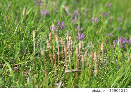 琵琶湖のツクシ 琵琶湖のツクシ 36905016