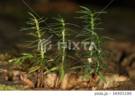 自然　植物　スギ、仲良く育っている赤ちゃん（実生）。これから兄弟間の生存競争が始まるのでしょうか 36905286