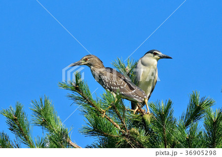 五位鷺 36905298