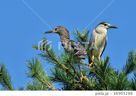 五位鷺 36905299