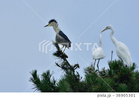 五位鷺 五位鷺 36905301