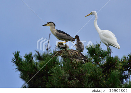 五位鷺 五位鷺 36905302