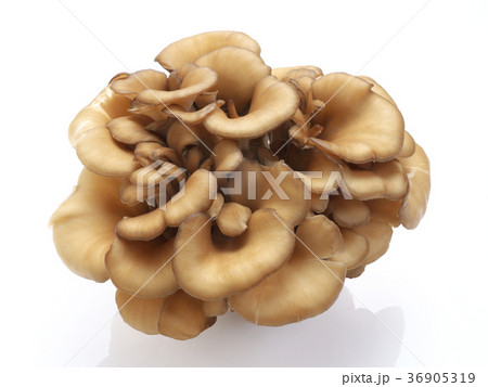 舞茸（マイタケ）静岡県産 36905319