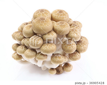 きのこ-ブナシメジ（橅占地） 36905428