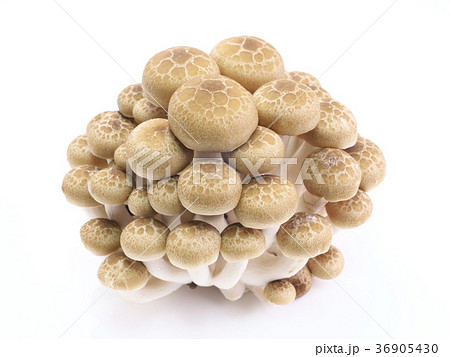 きのこ-ブナシメジ（橅占地） 36905430