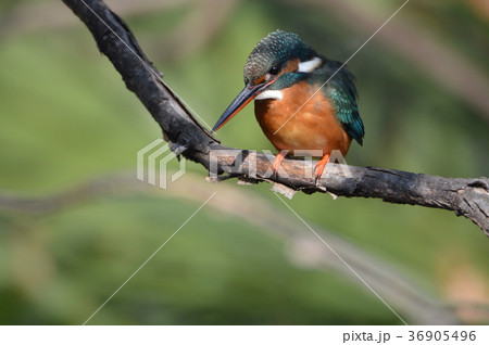 渓流の宝石「カワセミ(メス)」(根川緑道・立川公園/東京都立川市) 渓流の宝石「カワセミ(メス)」(根川緑道・立川公園/東京都立川市) 36905496