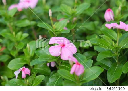 お花 36905509