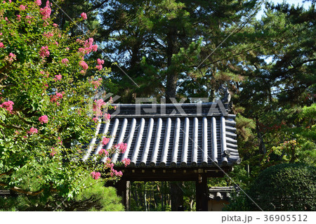 夏の唐招提寺風景 36905512