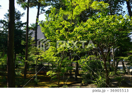 夏の唐招提寺風景 36905513