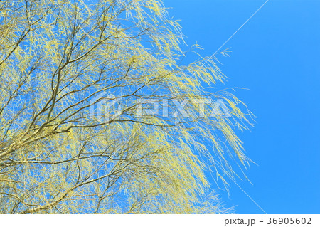 柳　新緑 36905602