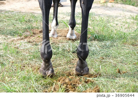 加茂神社のお供馬その６ 36905644