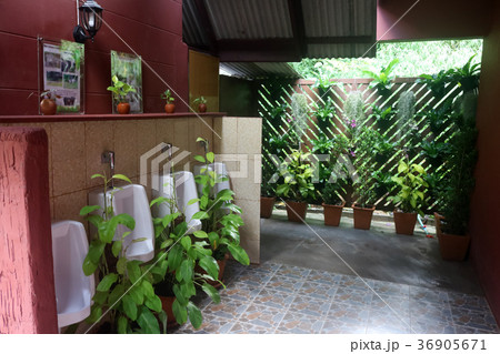 The gardens in the area of the toilet The gardens in the area of the toilet 36905671
