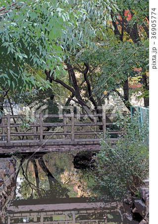 池の木橋 36905774