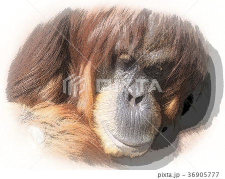 オランウータン 36905777
